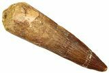 Fossil Spinosaurus Tooth - Real Dinosaur Tooth #322259-1